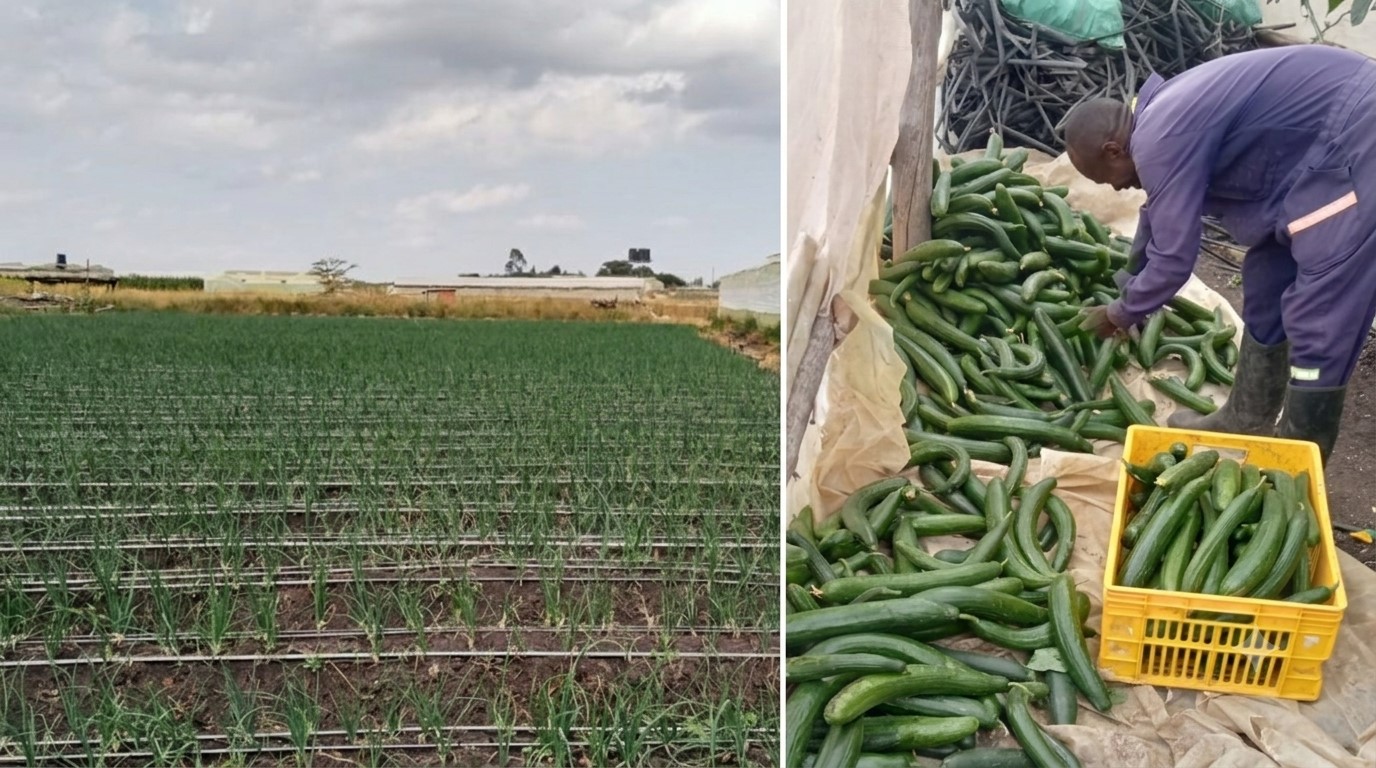1 ACRE LAND FOR LEASE AT ISINYA, KAJIADO COUNTY