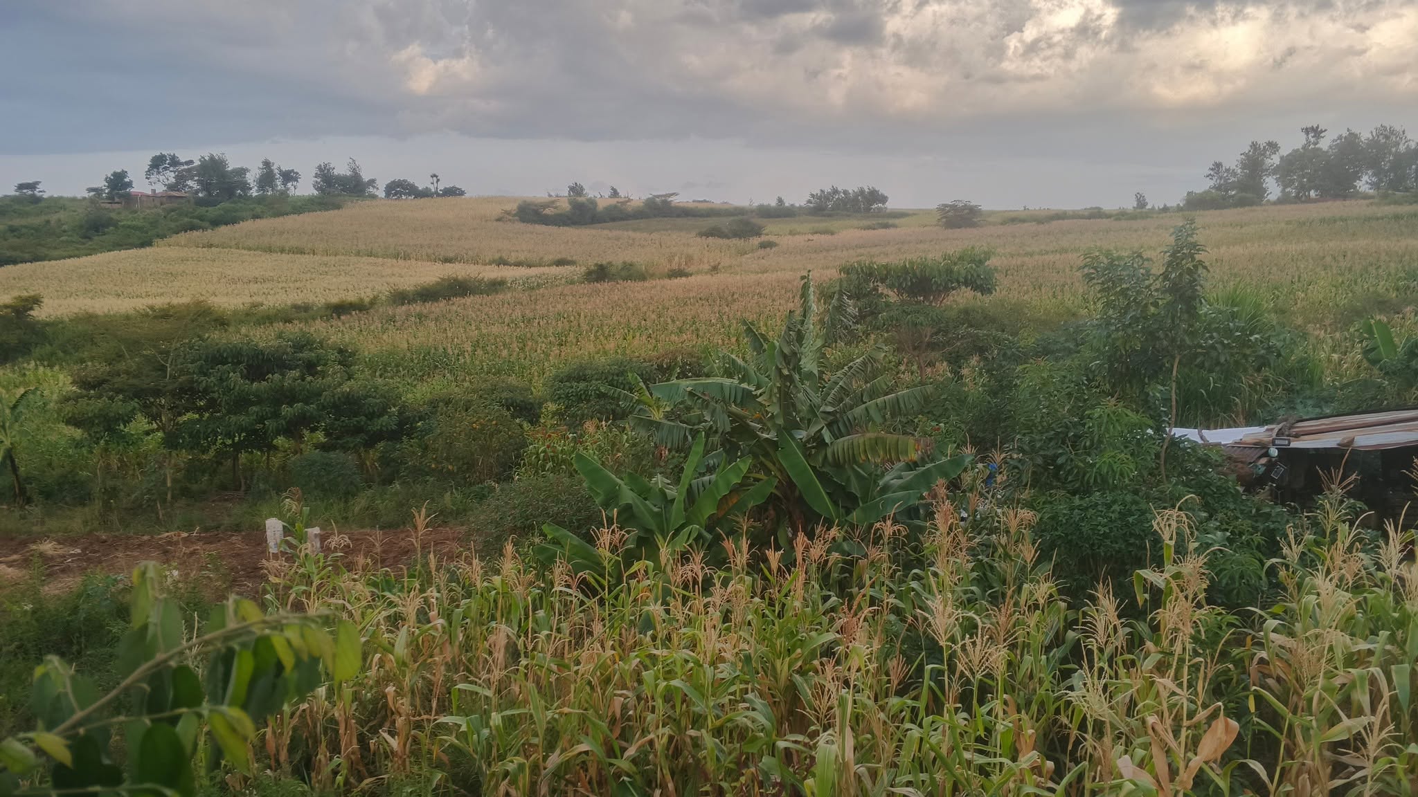 Charming block of 100 acres for sale in Naivasha,  Mai mahui Tarmac.