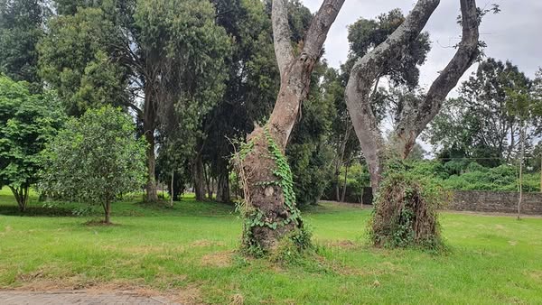 Exclusive 1-Acre Plot For Sale in Karen – Windy Ridge