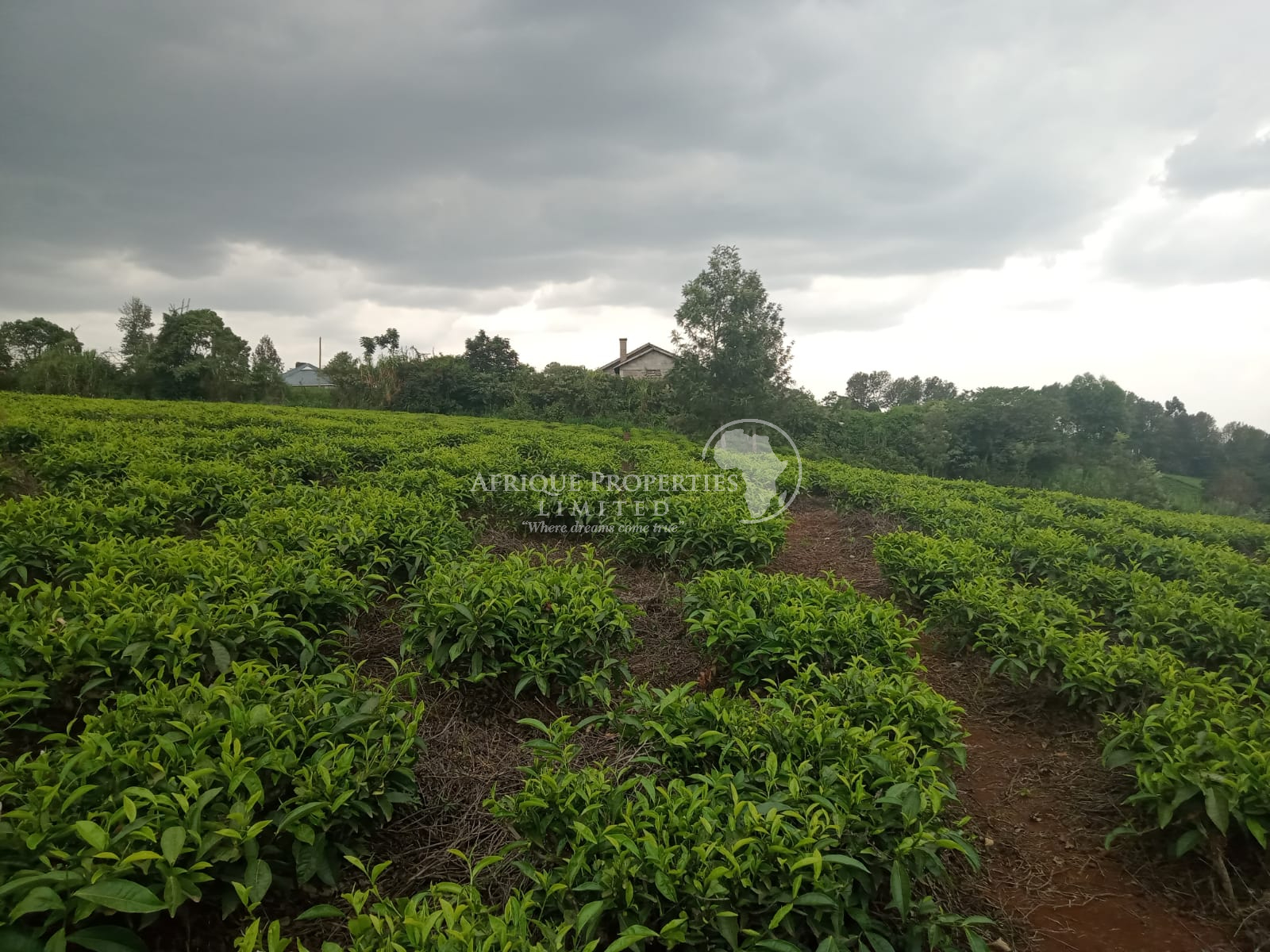 𝟐 𝐀𝐜𝐫𝐞𝐬 𝐓𝐞𝐚 𝐅𝐚𝐫𝐦 𝐢𝐧 For Sale in 𝐊𝐢𝐦𝐨𝐫𝐨𝐫𝐢, 𝐊𝐢𝐚𝐦𝐛𝐮 𝐂𝐨𝐮𝐧𝐭𝐲 Image