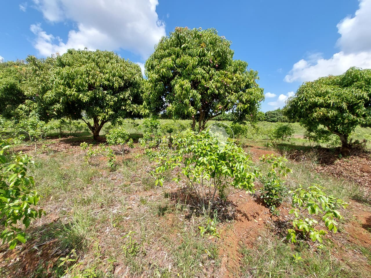 𝟏𝟎 𝐀𝐜𝐫𝐞𝐬 𝐨𝐟 𝐏𝐫𝐢𝐦𝐞 𝐀𝐠𝐫𝐢𝐜𝐮𝐥𝐭𝐮𝐫𝐚𝐥 𝐋𝐚𝐧𝐝 For Sale in Embu