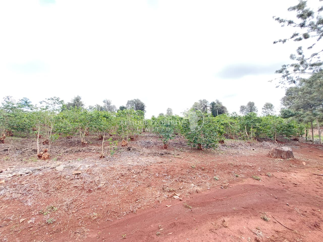 𝟏/𝟐 𝐀𝐜𝐫𝐞 𝐑𝐞𝐬𝐢𝐝𝐞𝐧𝐭𝐢𝐚𝐥 𝐏𝐥𝐨𝐭𝐬 For Sale in Kiambu Road, 𝐌𝐮𝐭𝐡𝐢𝐭𝐡𝐢 𝐄𝐬𝐭𝐚𝐭𝐞 Image