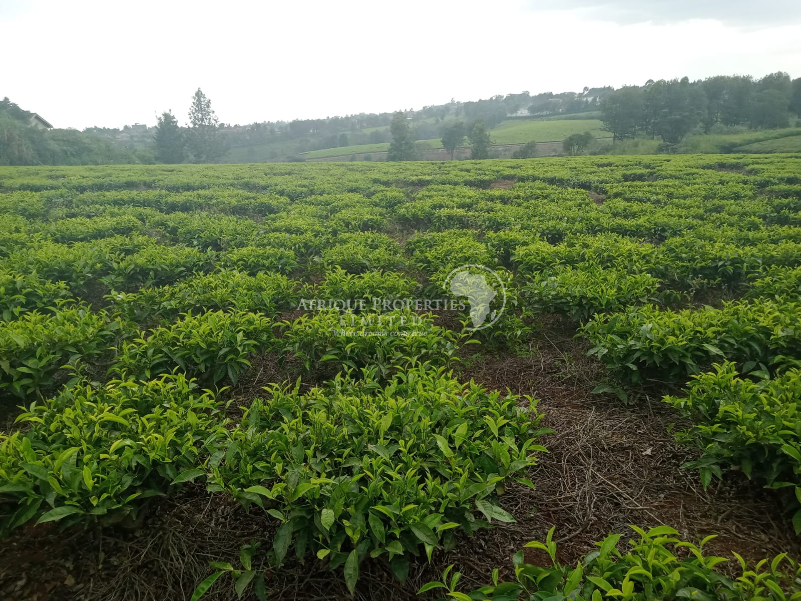 𝟐 𝐀𝐜𝐫𝐞𝐬 𝐓𝐞𝐚 𝐅𝐚𝐫𝐦 𝐢𝐧 For Sale in 𝐊𝐢𝐦𝐨𝐫𝐨𝐫𝐢, 𝐊𝐢𝐚𝐦𝐛𝐮 𝐂𝐨𝐮𝐧𝐭𝐲