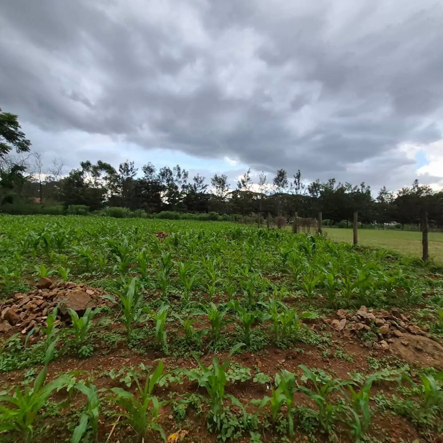 Half Acre Plot For Sale in Ridgeways,Nairobi Image