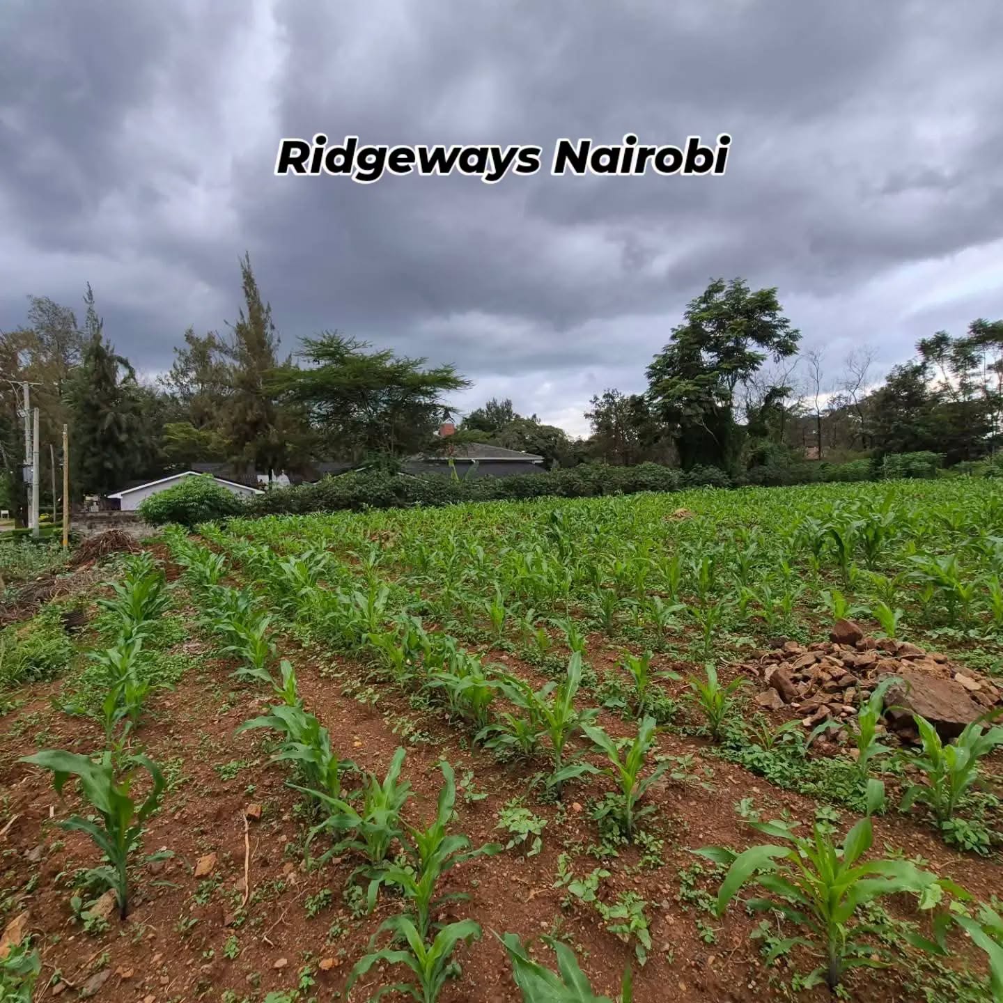 Half Acre Plot For Sale in Ridgeways,Nairobi
