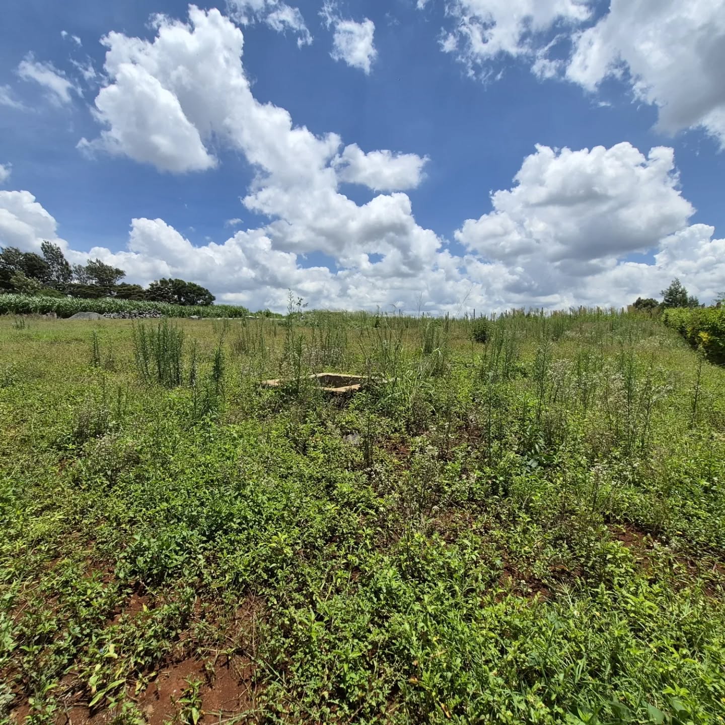 Half Acre Plot For Sale in Runda Image