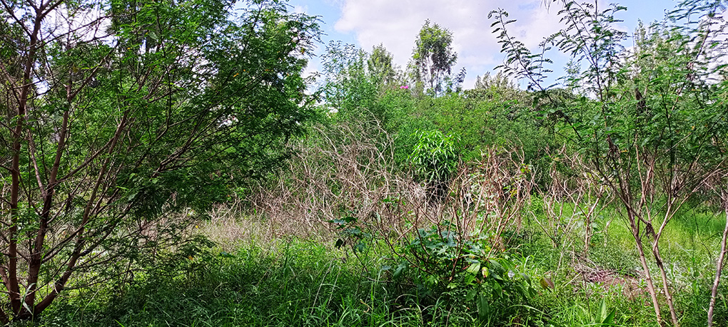Half Acre Plot for Sale in Thome Image