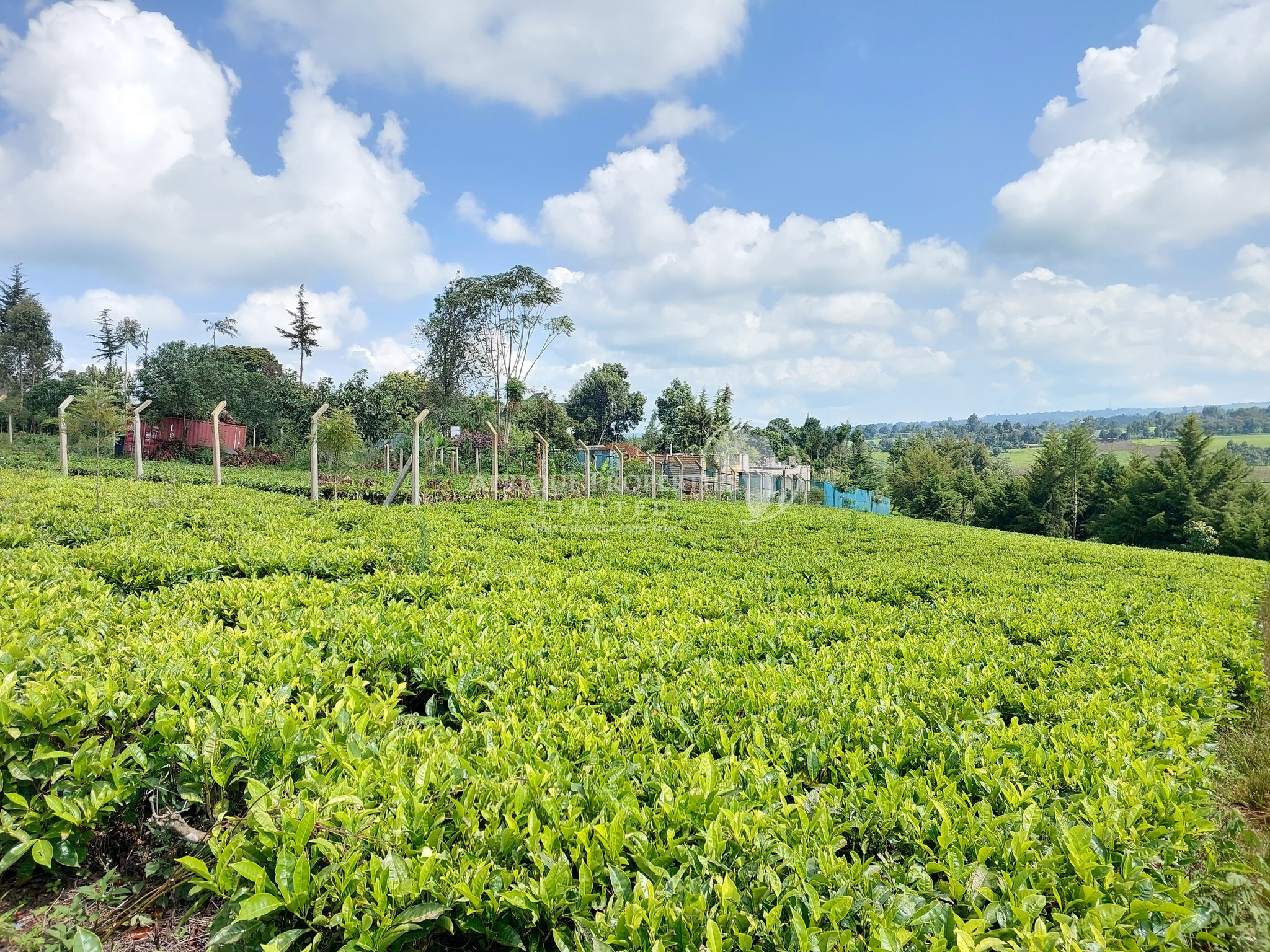 Half Acre Residential Plot For Sale in Tigoni Image