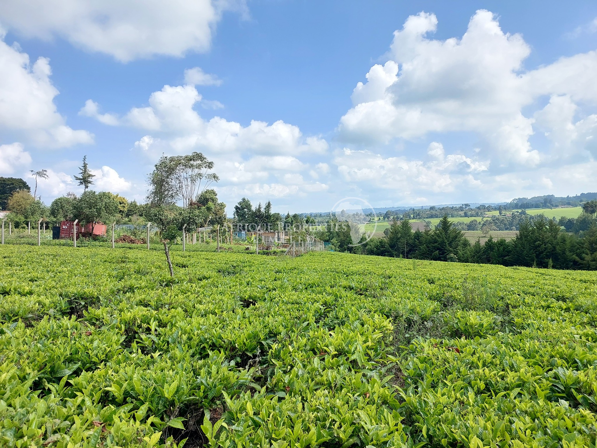 Half Acre Residential Plot For Sale in Tigoni Image