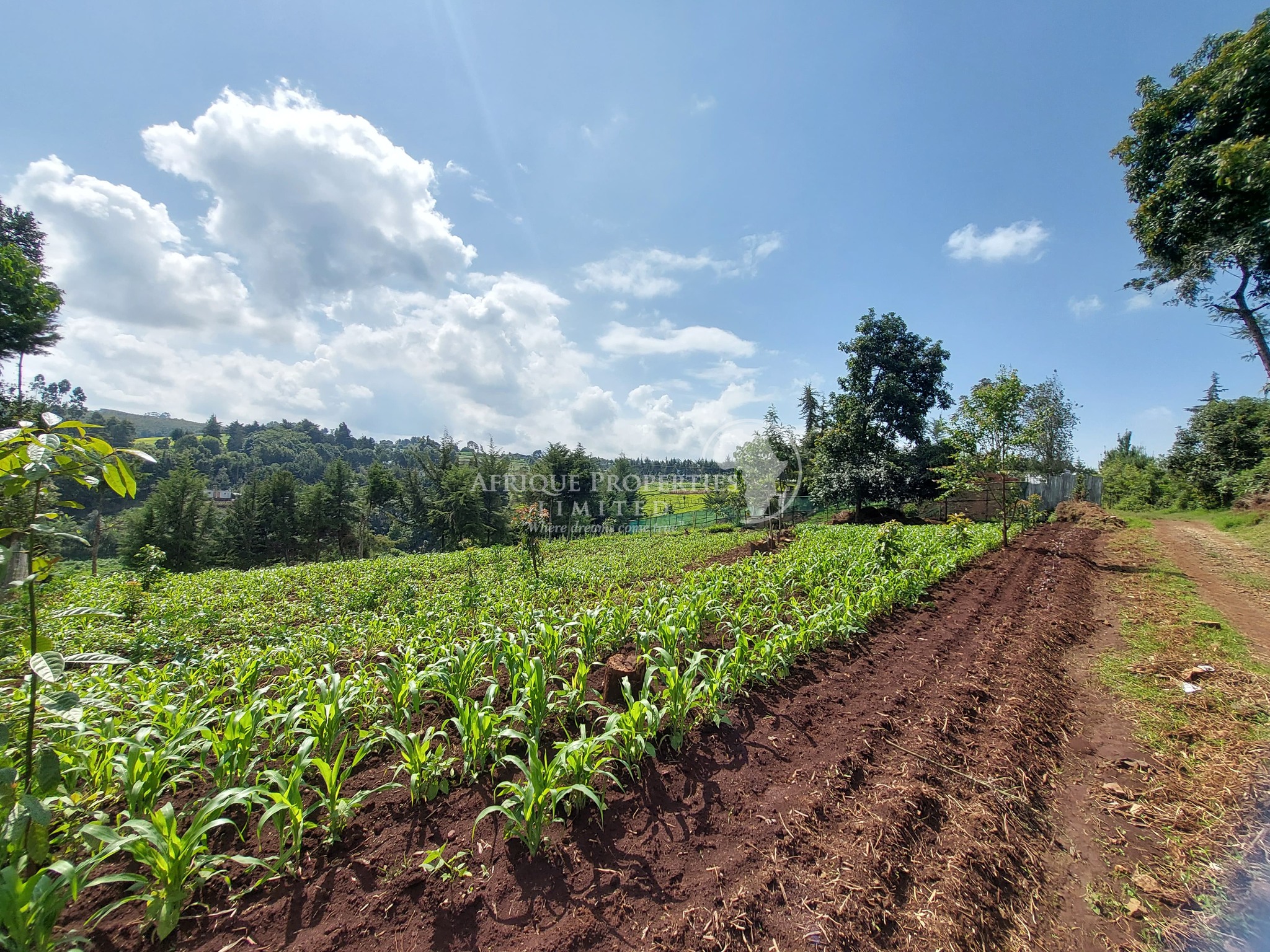 Half Acre Residential Plot For Sale in Tigoni