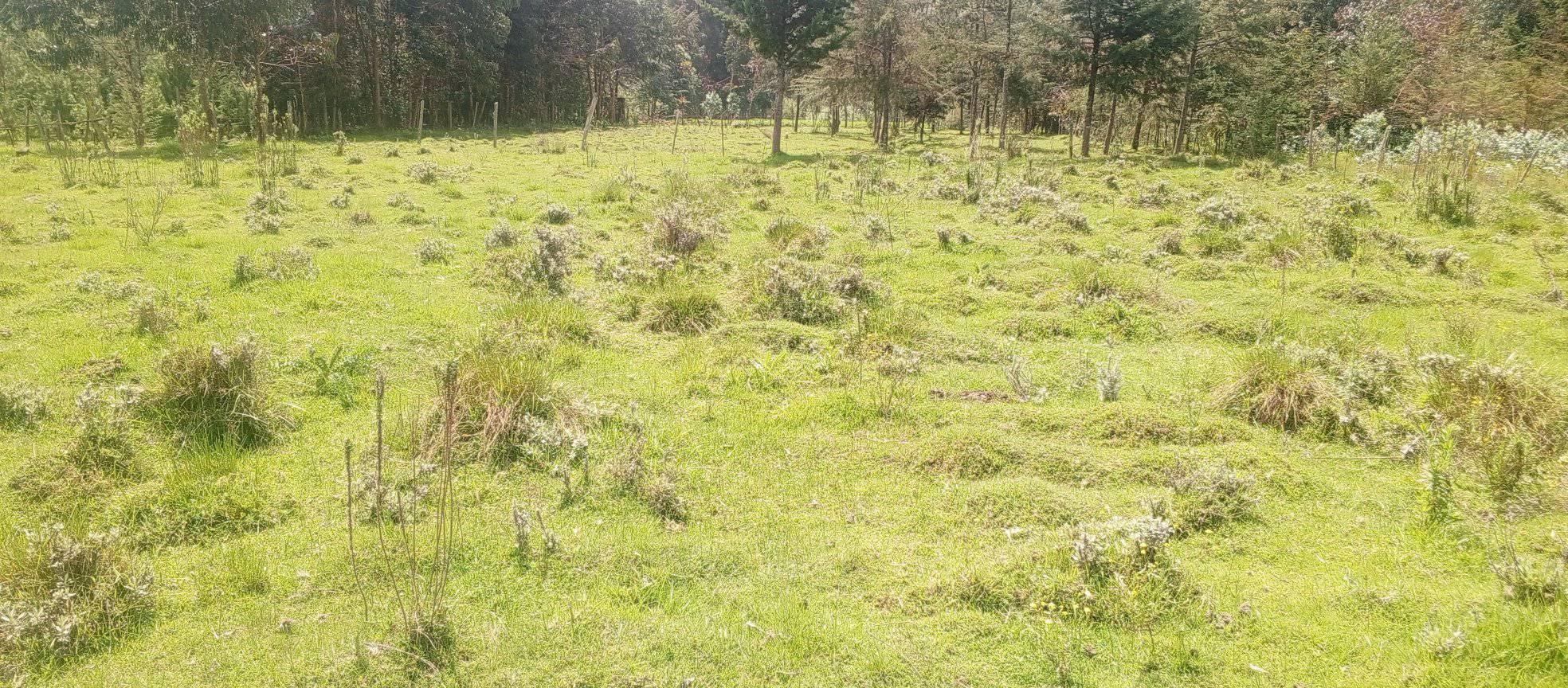 half an acreplot for sale in Karen, Bogani Image