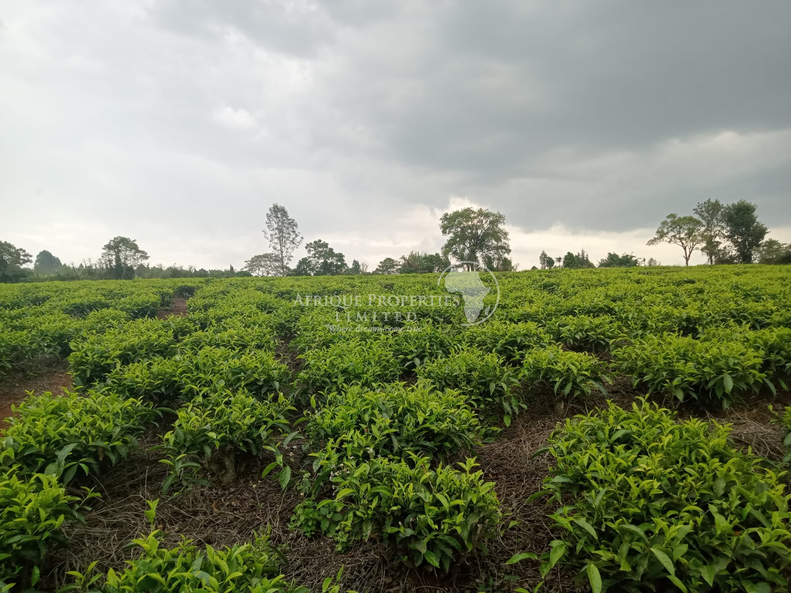 𝟐 𝐀𝐜𝐫𝐞𝐬 𝐓𝐞𝐚 𝐅𝐚𝐫𝐦 𝐃𝐢𝐬𝐭𝐫𝐞𝐬𝐬𝐞𝐝 𝐒𝐚𝐥𝐞 in 𝐊𝐢𝐦𝐨𝐫𝐨𝐫𝐢, 𝐊𝐢𝐚𝐦𝐛𝐮 𝐂𝐨𝐮𝐧𝐭𝐲