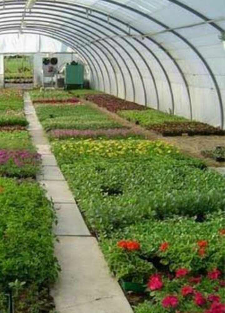 List Of Flower Farms In Naivasha Best Flower Site