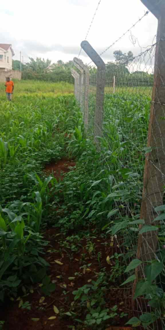 0.126 acre land for sale in Ruiru Mugutha