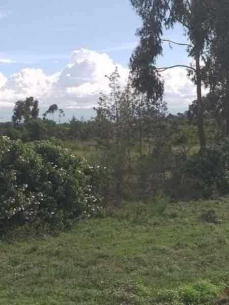 1 acre farmland for sale in Nanyuki Sweetwaters