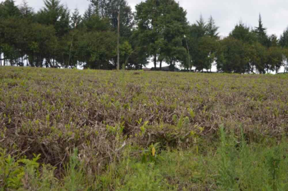 10 acre Land for sale in Limuru along Nairobi Nakuru Highway