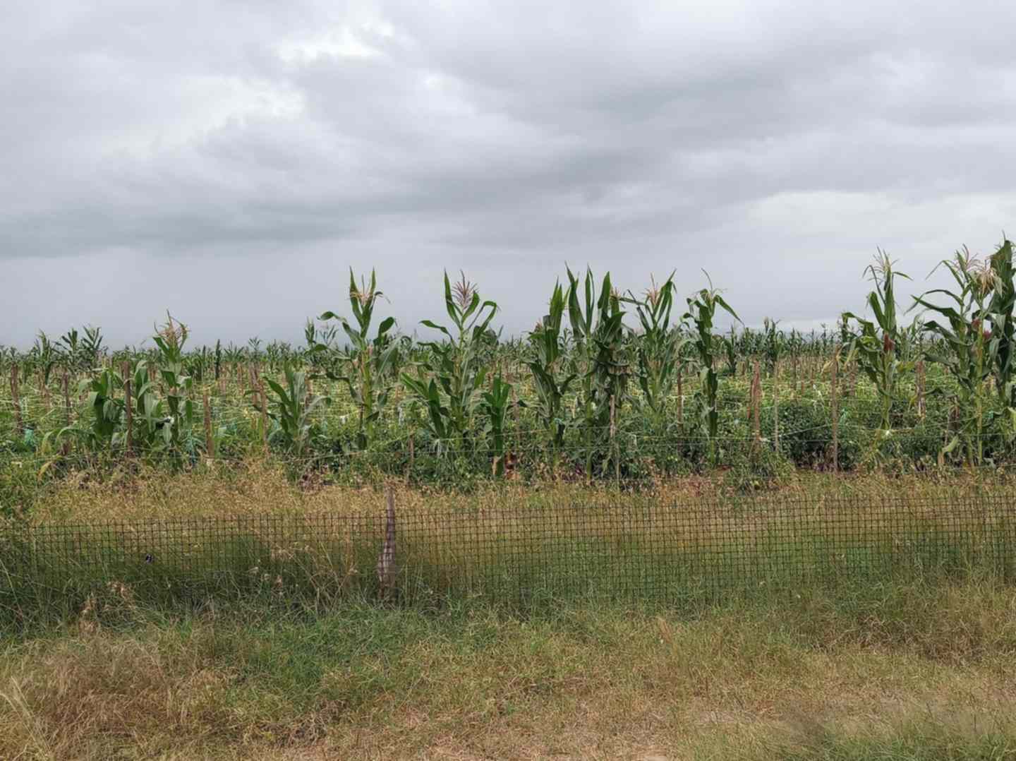 100 acre land for sale in Nyeri Narumoru