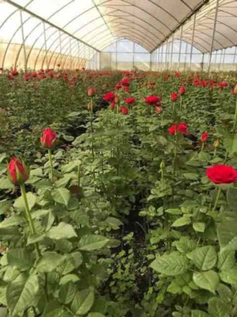 108 acre Rose flower farm for sale in Nakuru