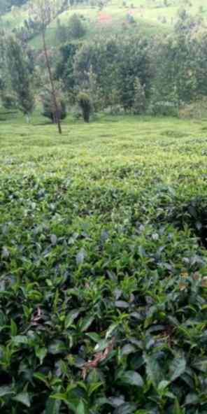 2 acre land for sale in Kabonge Kagumo Kirinyaga