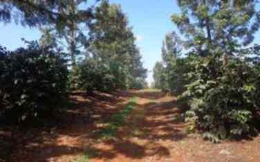 303 acre Coffee farm for sale in Kiambu Ruiru Kamiti road