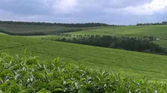 368 acre Tea Farm for sale in Nandi Hills