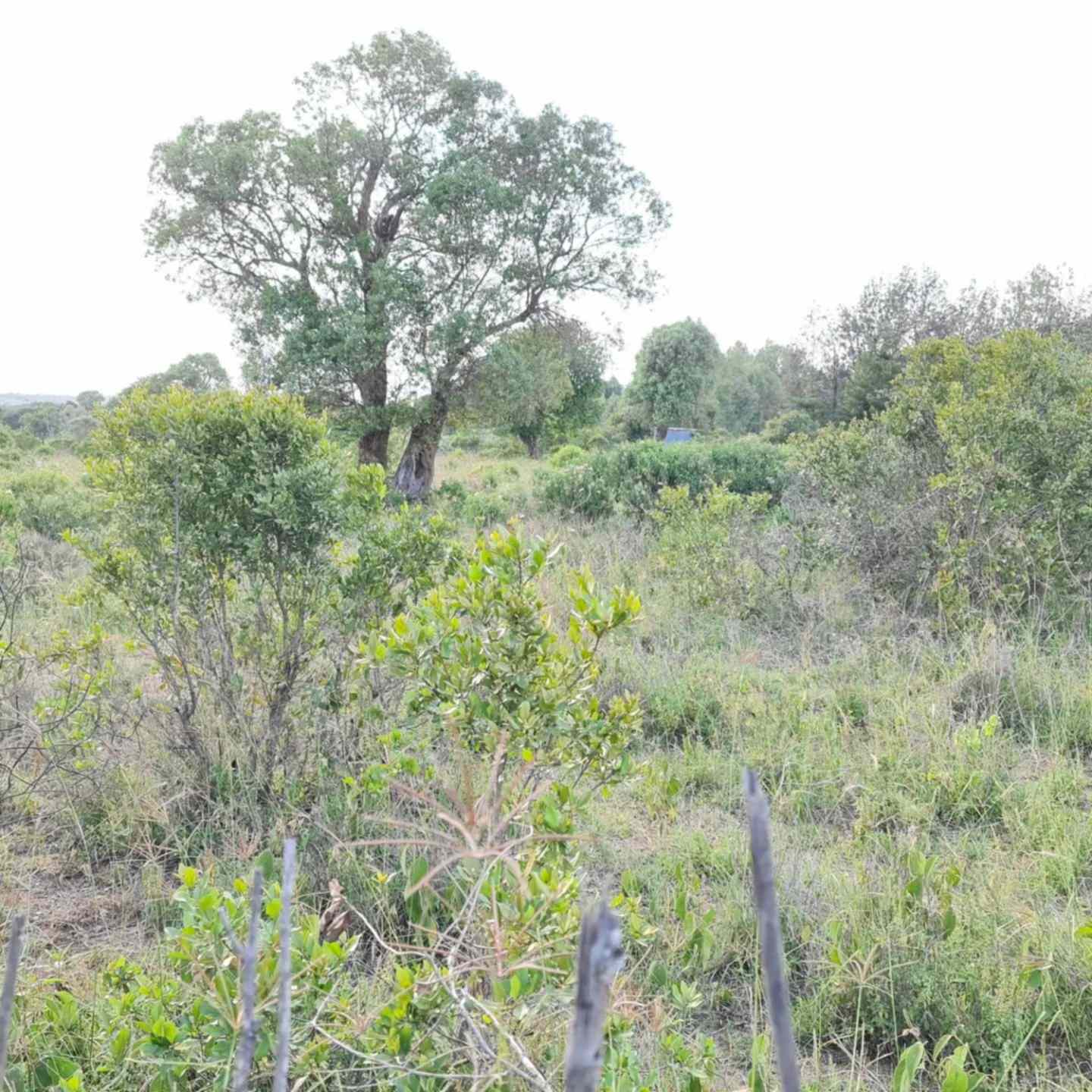 4 acre land for sale in Nanyuki Burguret