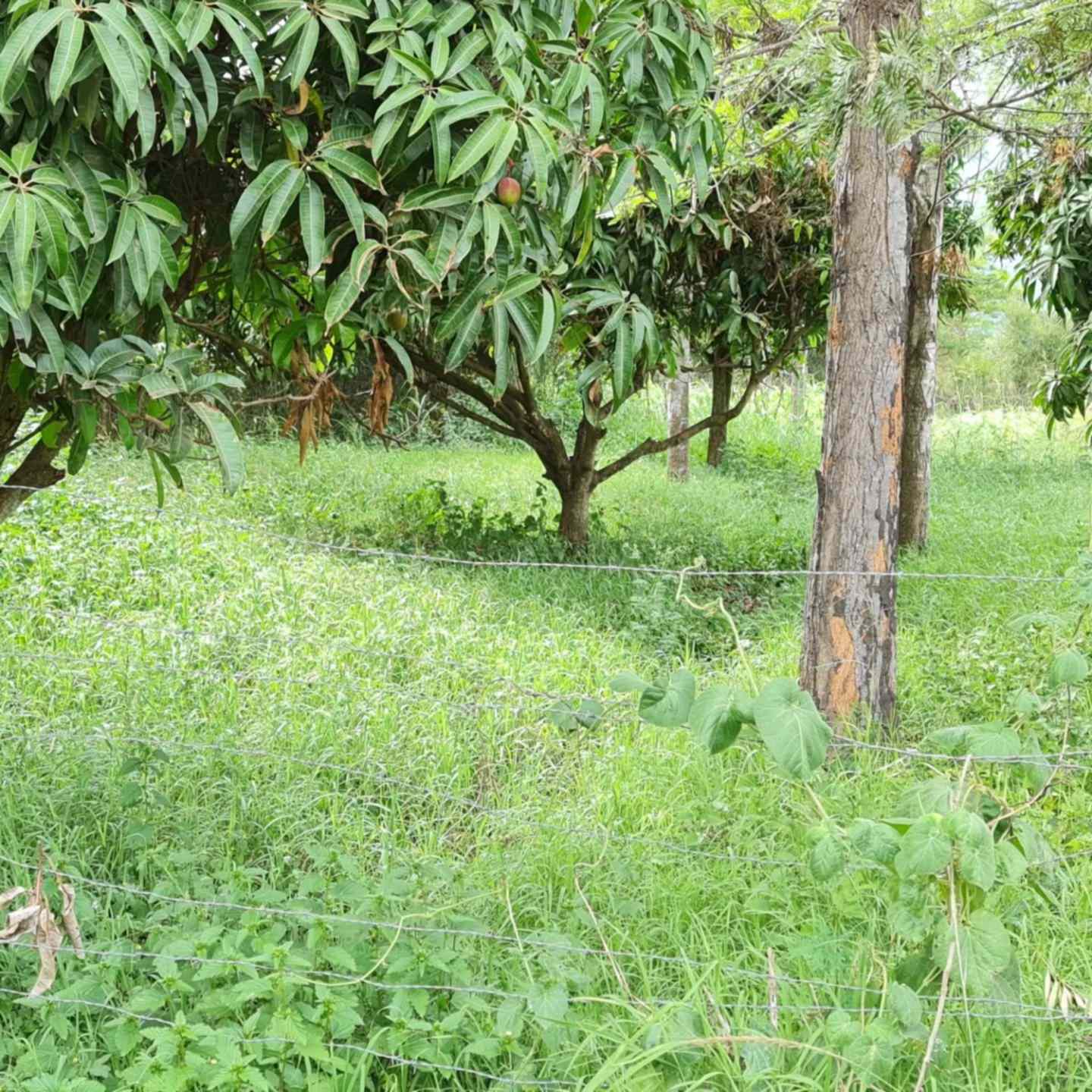 40 by 80 plots for sale in Juja Juja Farm