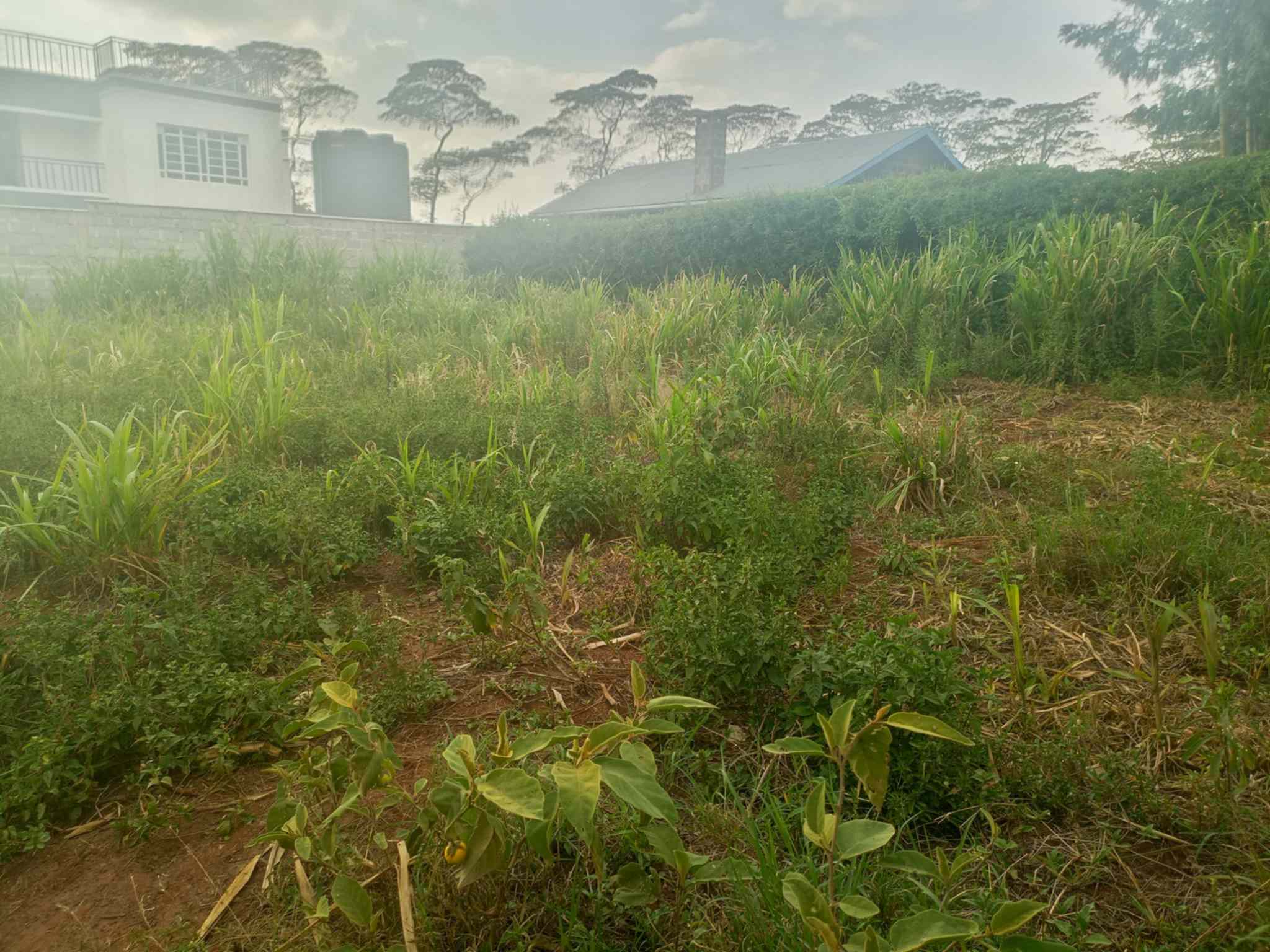 50 by 100 plot for sale in Ngong Kibiko