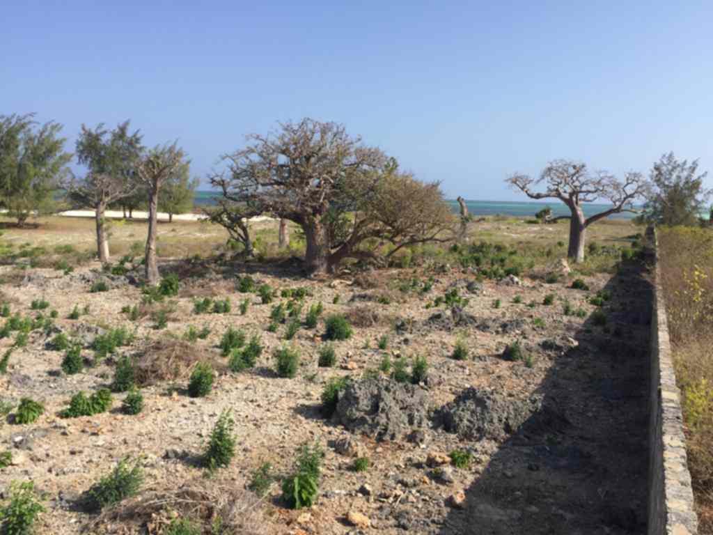 6.5 acre land for sale in Watamu Kilifi