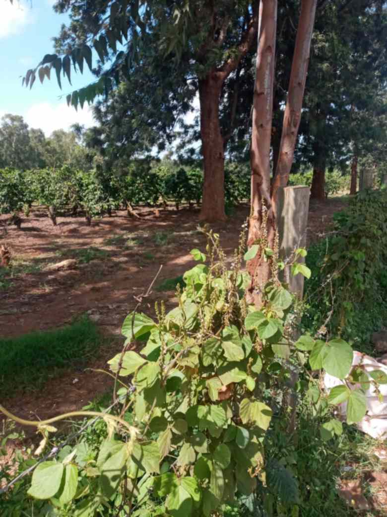 Block of flat with extra land for sale in Parklands