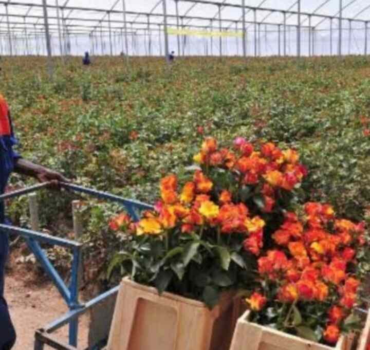 Flower farm for sale in Naivasha