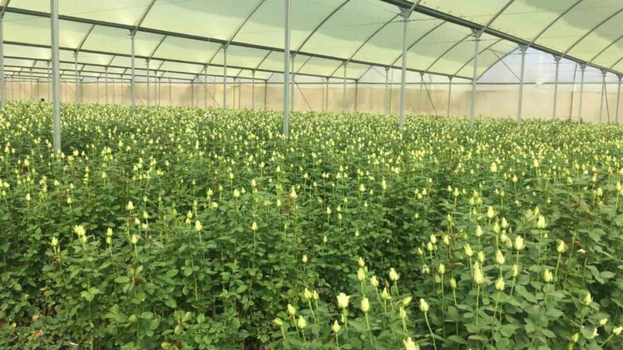 Flower farm for sale in Rongai Magadi road