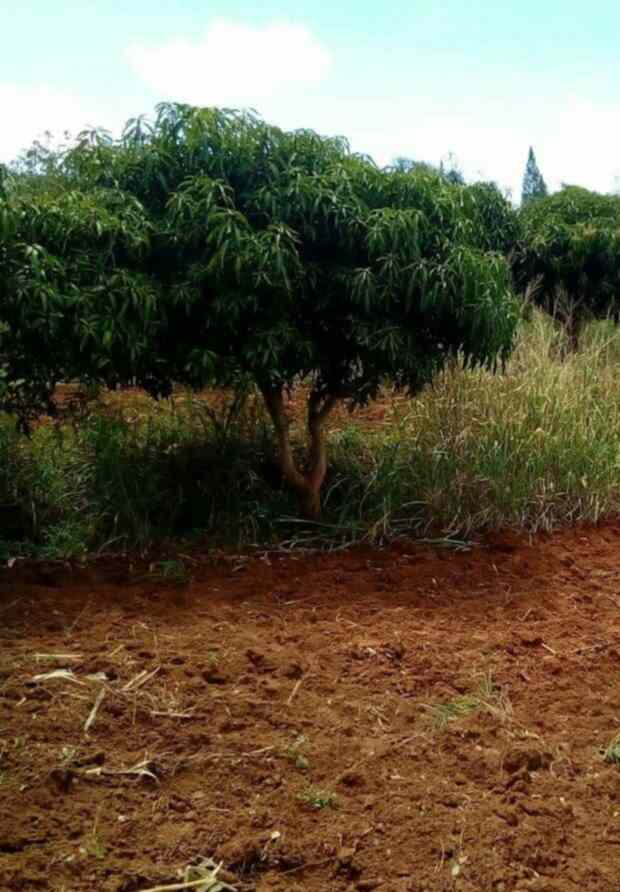 Land for sale in Kahawa West Kiamumbi