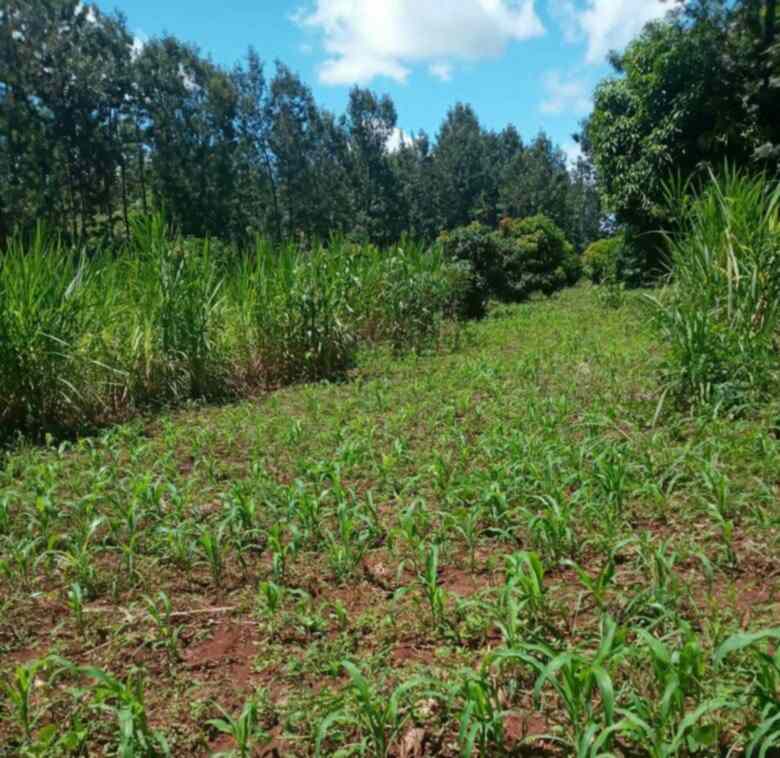 Land for sale in Kenol Kambiti Makuyu Muranga