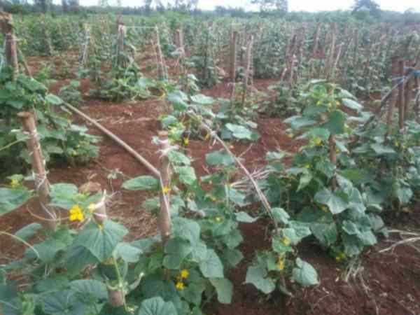 Land for sale in Kenol Maragua Muranga