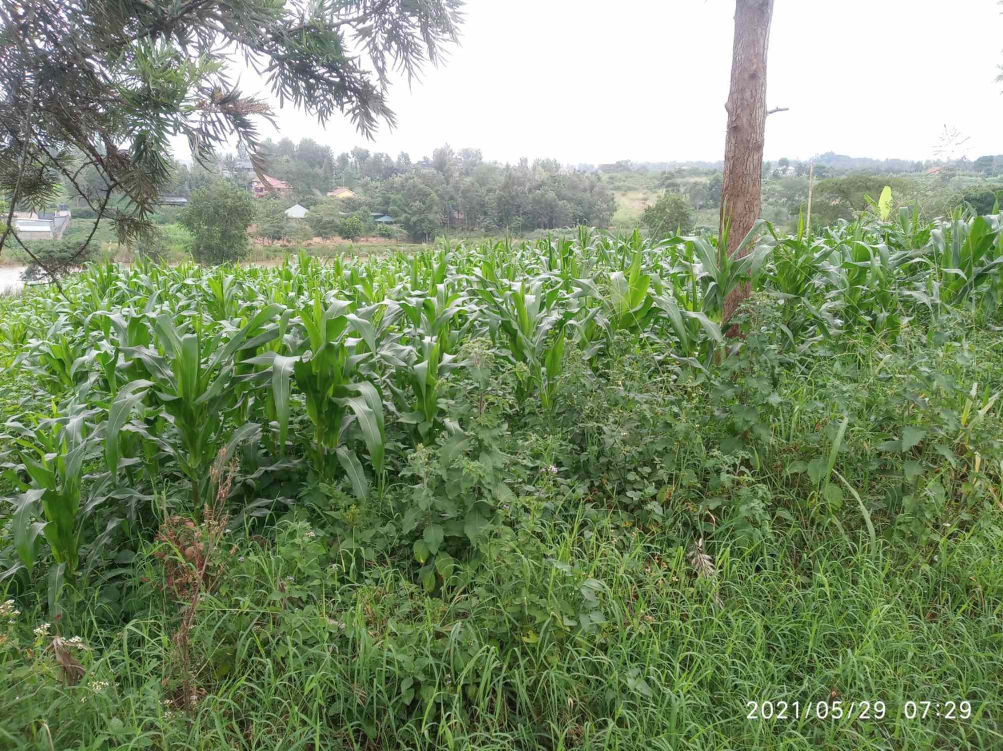 Land for sale in Kiambu Mugumo estate