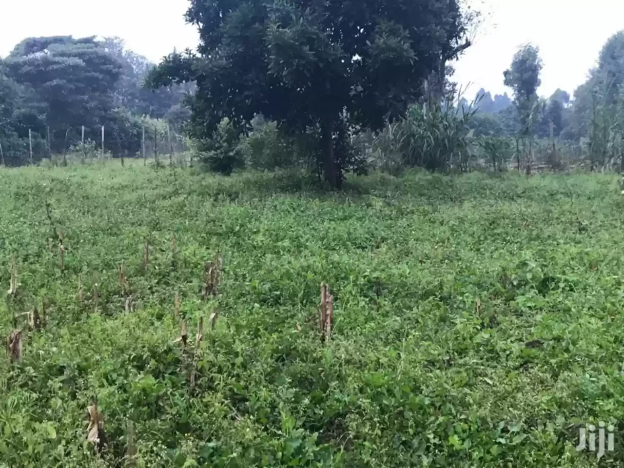 Land for sale in Limuru Eka Tano Image