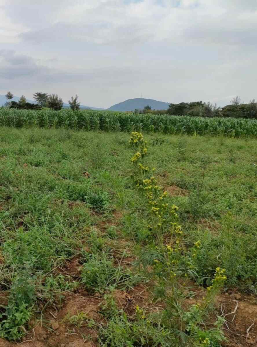 Land for sale in Naivasha Kongoni