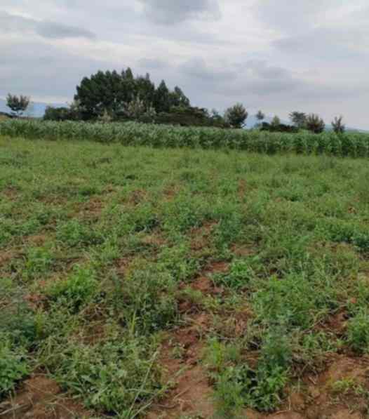 Land for sale in Naivasha town Nakuru