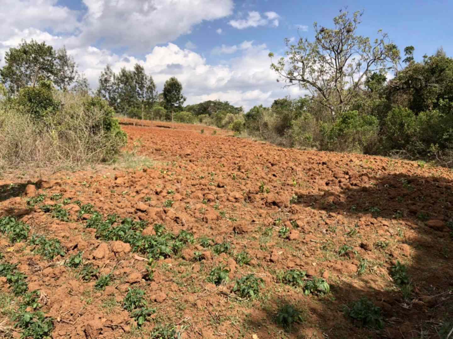 Land for sale in Nanyuki Daiga