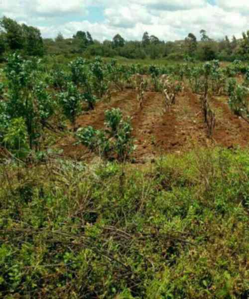 Land for sale in Ngong Kibiko