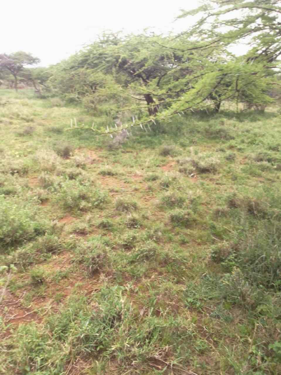 Land for sale in Nkatatael Ilbisil Namanga Kajiado