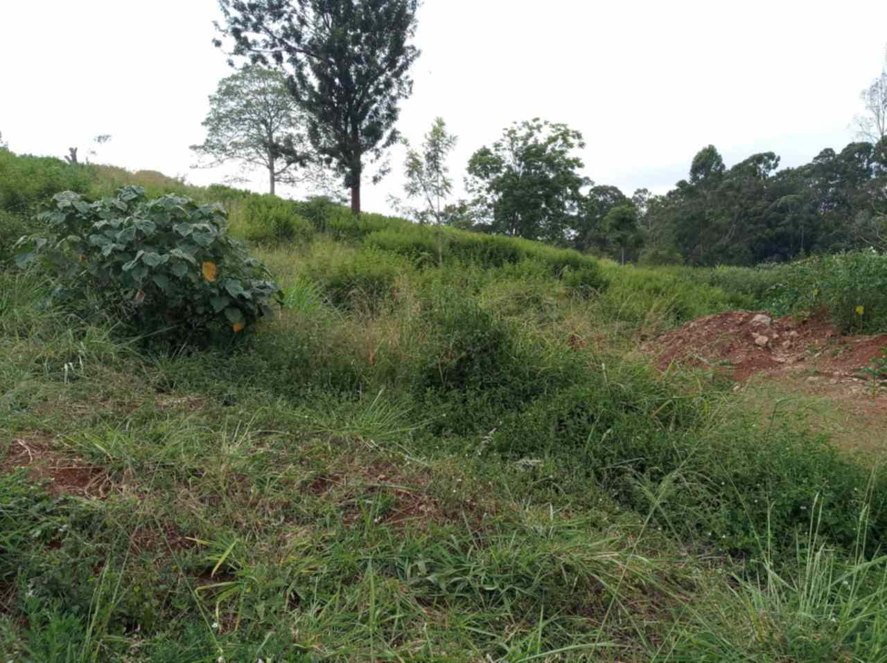 Land for sale in Nyari