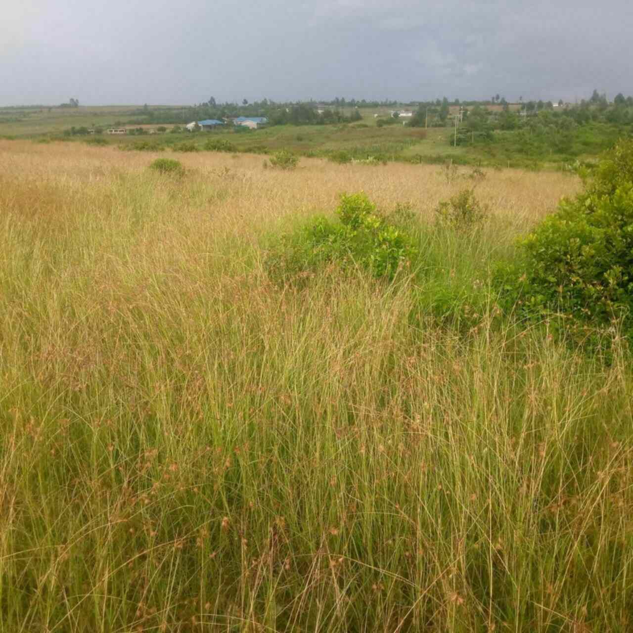 Land for sale in Solio Narumoro Laikipia County