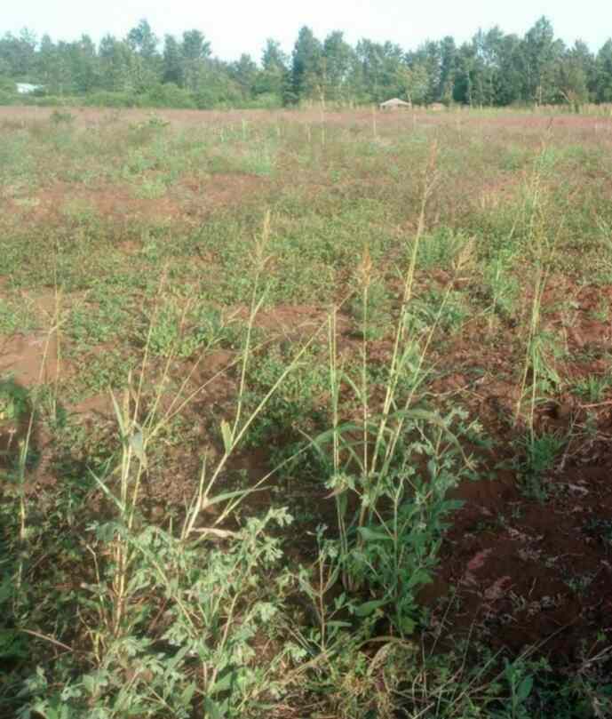 Land in Leshau Gwa Kunyu Nyandarua for sale