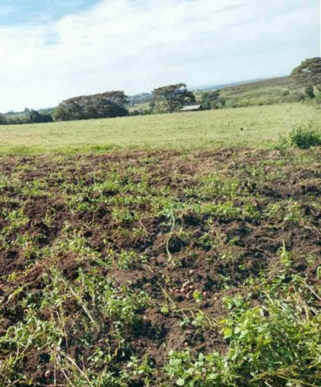 Land in Molo Nakuru  for Joint Venture