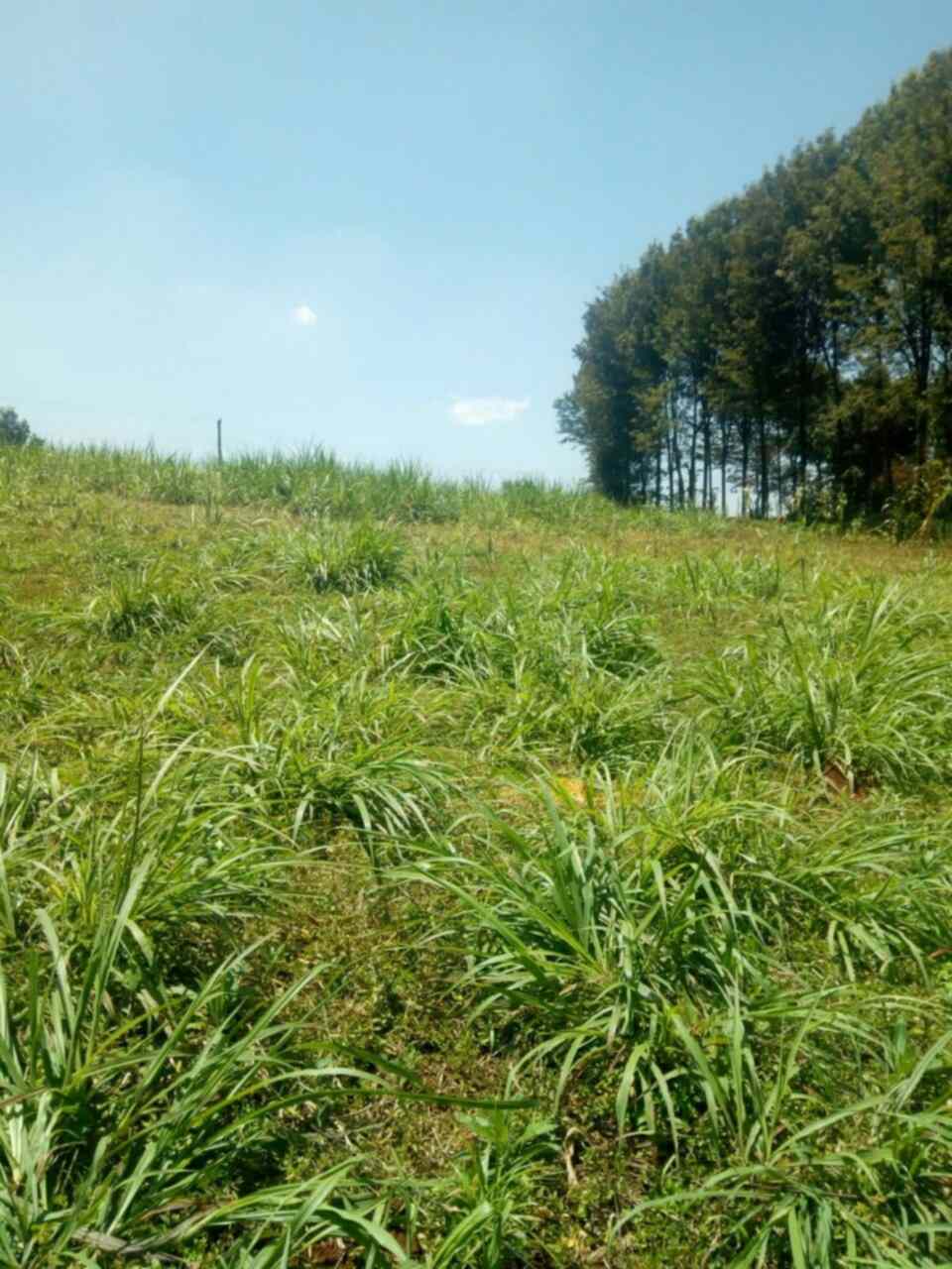 Land in Tigoni limuru kenya for sale