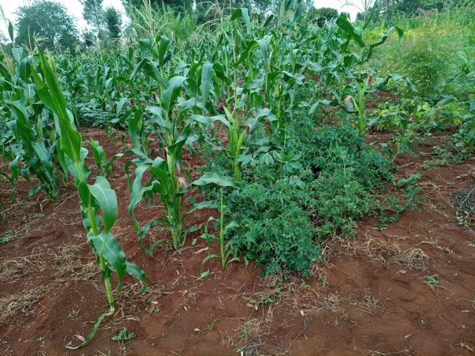 Quatre acre land for sale in Kiambu Kiamara eststae