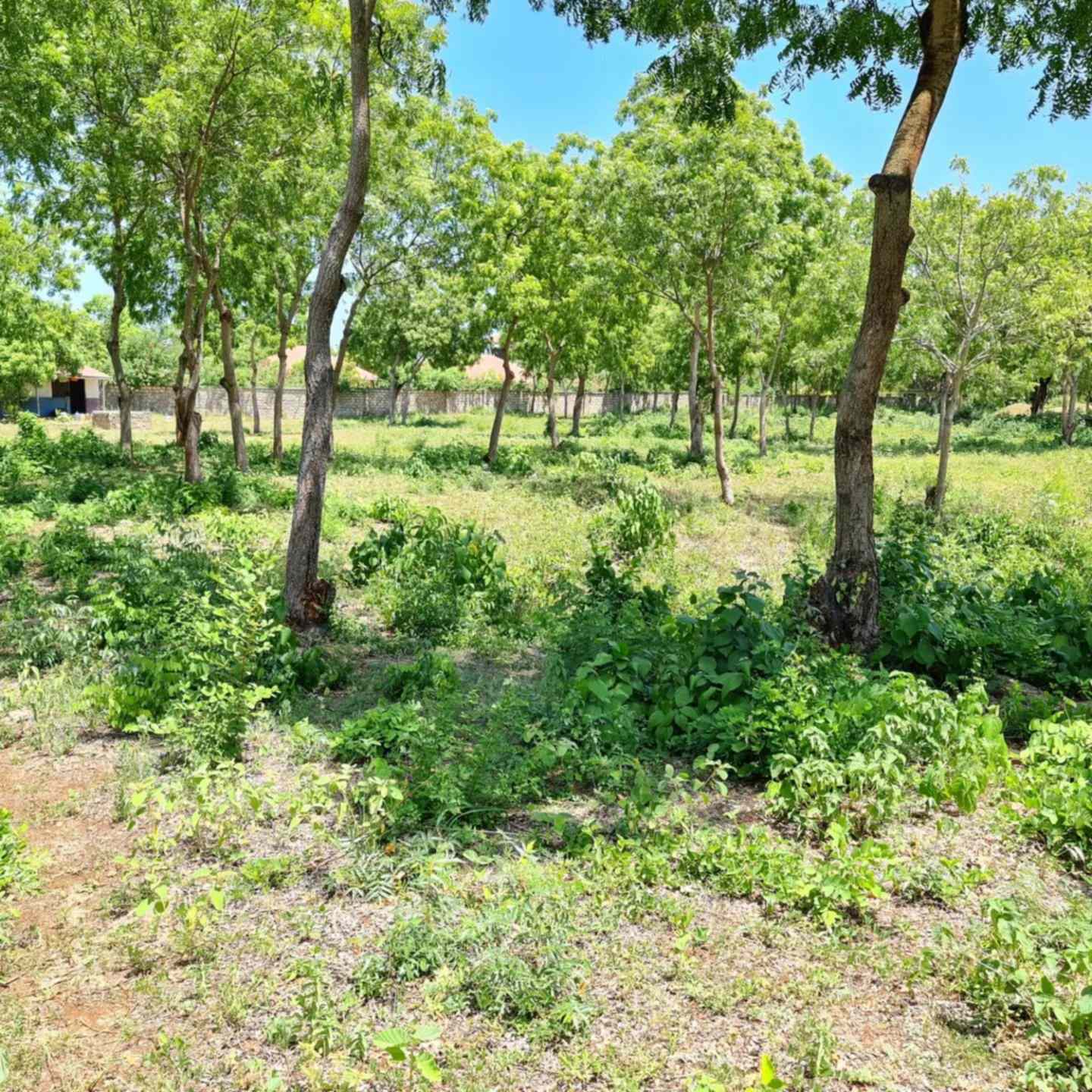 Quatre acre plot for sale in Diani