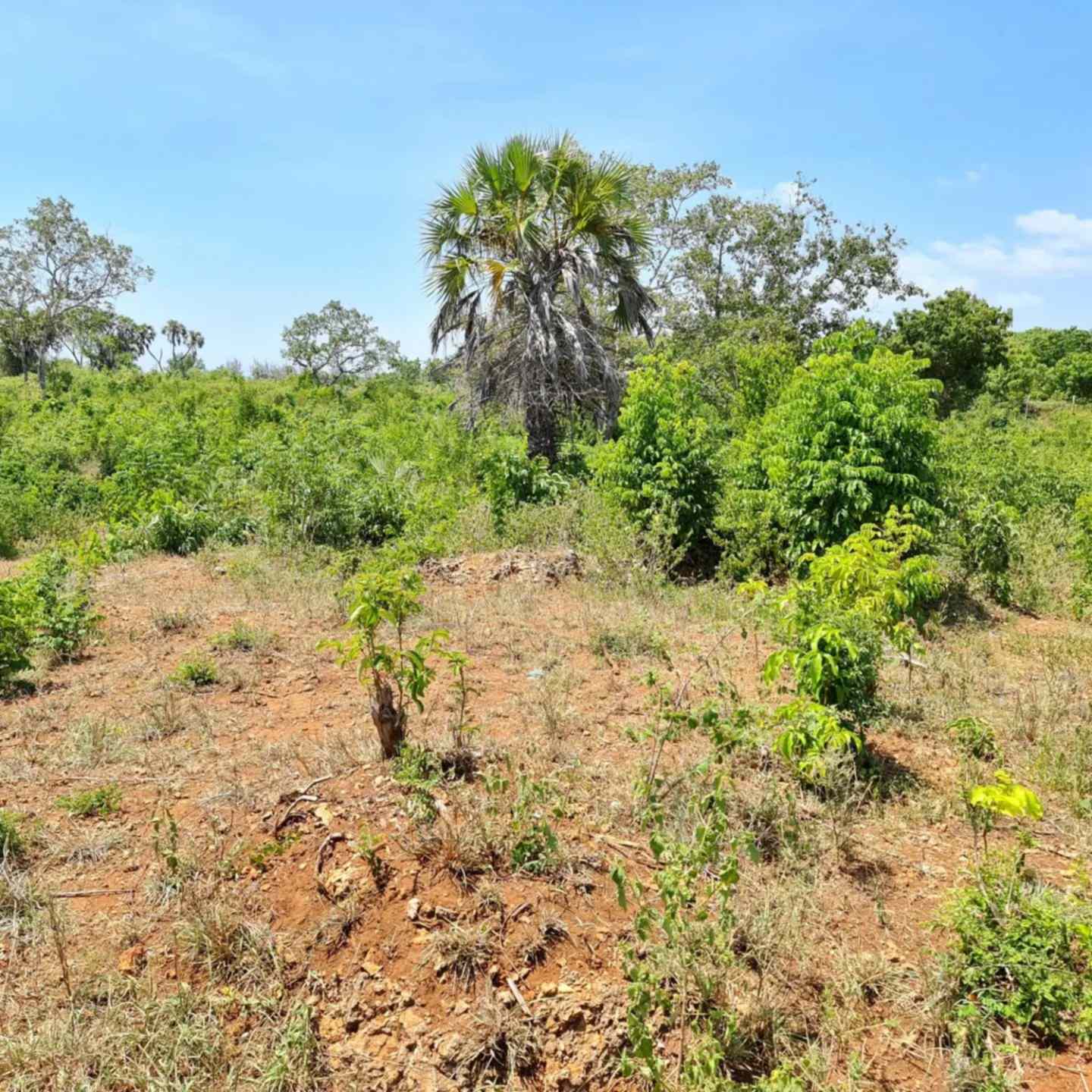 Quatre acre plot for sale in Diani